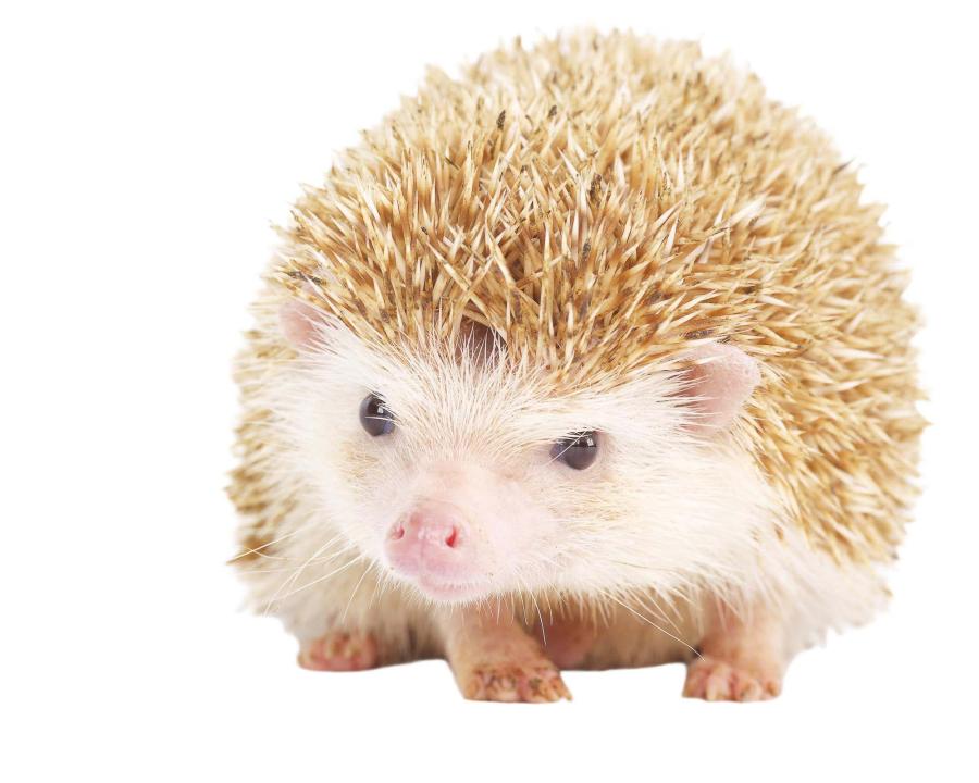 Tratamiento para la insuficiencia cardíaca 